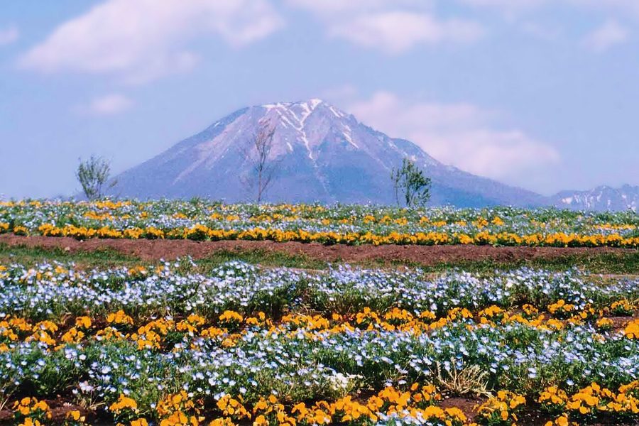 とっとり花回廊の花畑越しに望む大山
