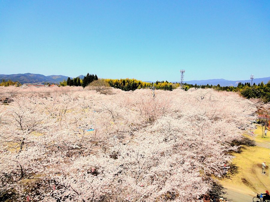 忠元公園の桜まつり