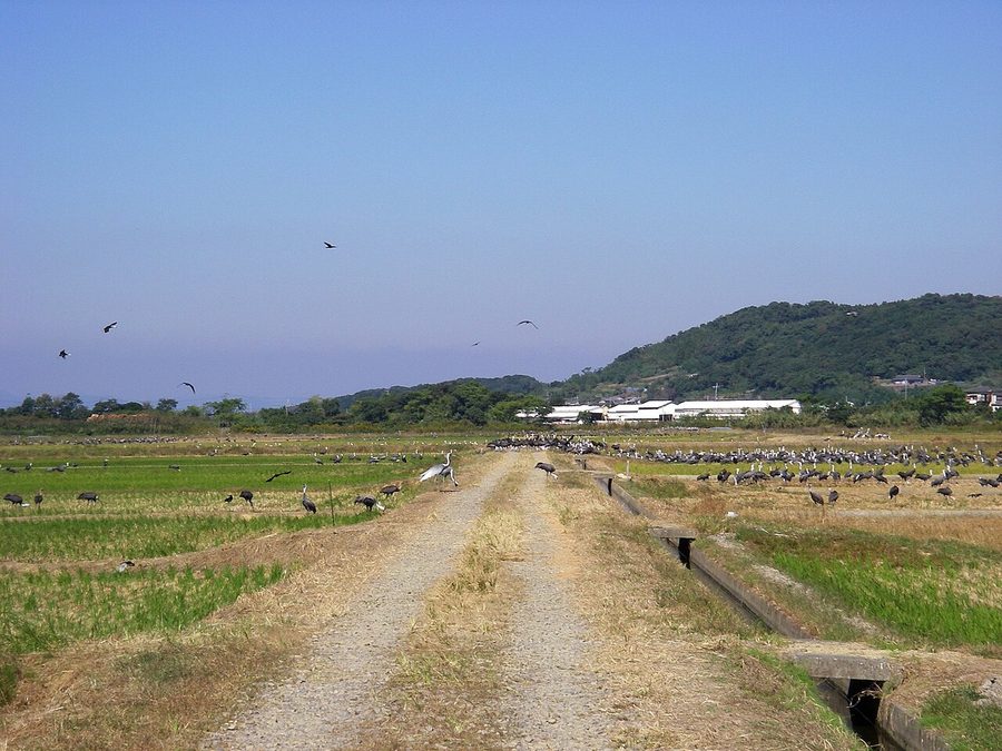 出水平野の水田に舞い降りた多数のツル