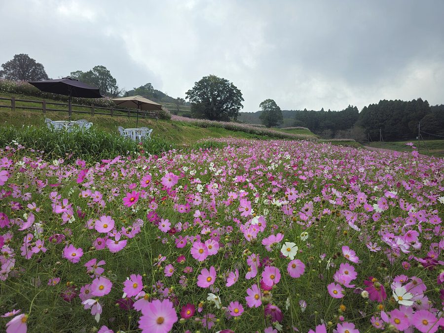 上場高原に広がるコスモス畑