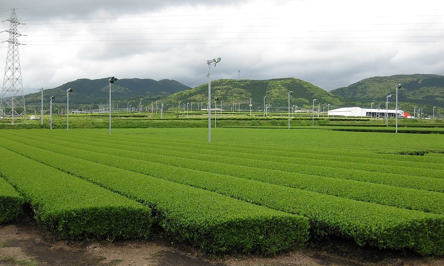 茶畑と防霜ファン、奥に山並み