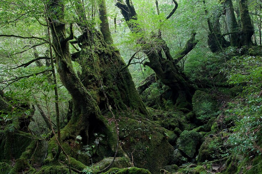 白谷雲水峡の森林