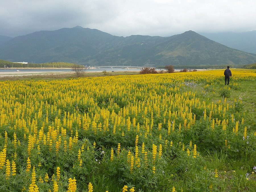 柏原海岸のルーピン畑