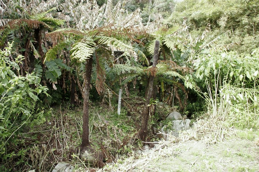 船間のヘゴ自生地