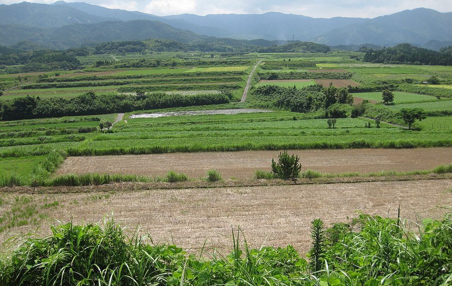 大根占台地の畑地
