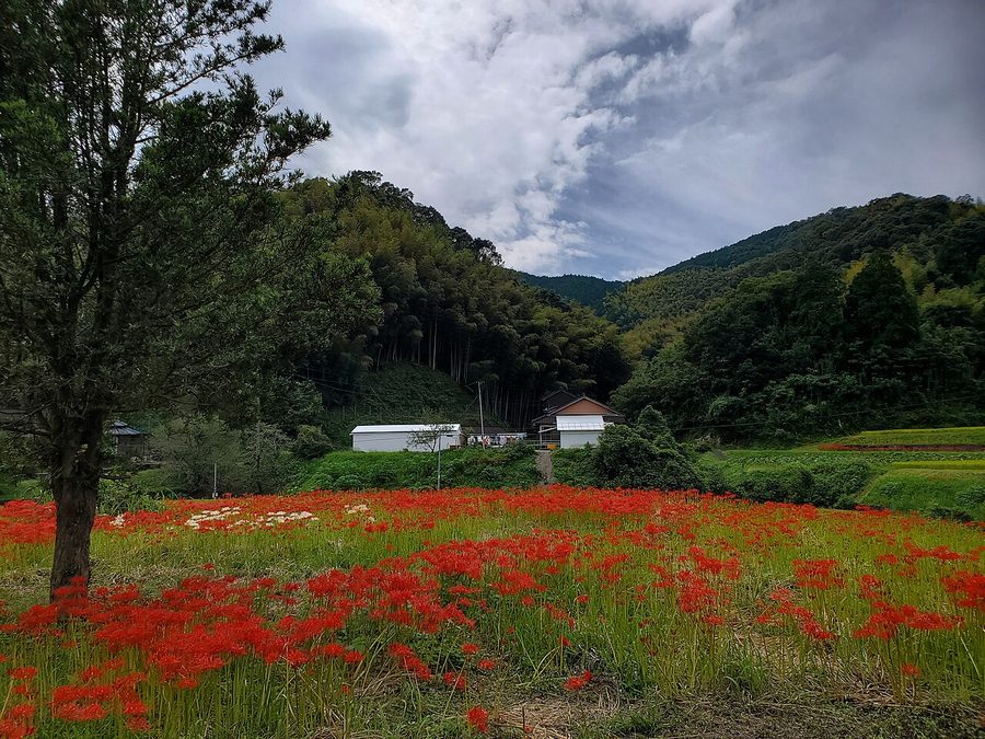 久木野地区の彼岸花畑