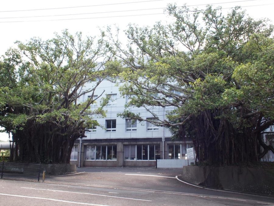 西之表市役所前の大きなガジュマルの木